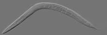 C.elegans worm.