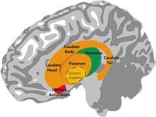 Basal ganglia